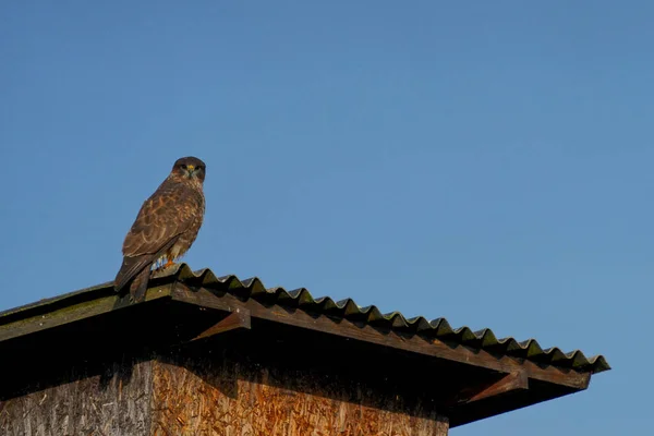 晴朗的天气里 一只普通秃鹰栖息在屋顶上的低角镜头 — 图库照片