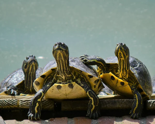Een Close Shot Van Drie Kleine Schildpadden Bij Elkaar — Stockfoto