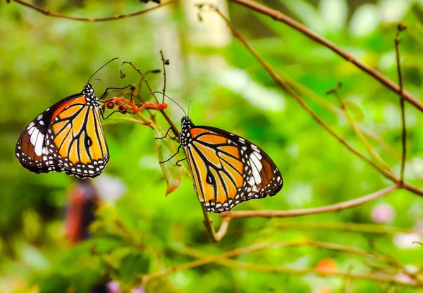 Closeup Shot Lepidoptera Butterflies — 스톡 사진