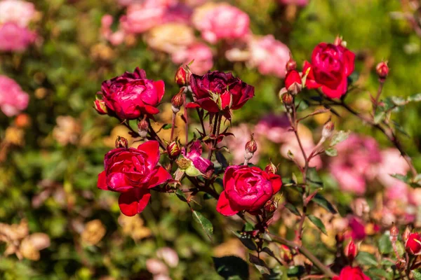 Ett Selektivt Fokus Vackert Blommande Rosa Rosorna Trädgården — Stockfoto