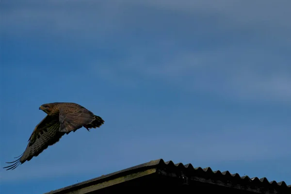 飛行中の一般的なブザードと背景の青い空の低角度ショット — ストック写真