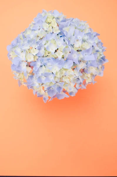 Вид Сверху Нежные Сине Белые Цветы Гортензии Вазе Изолированной Светлом — стоковое фото