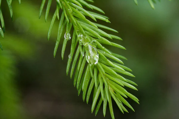 緑のトウヒの枝に朝の降下 — ストック写真