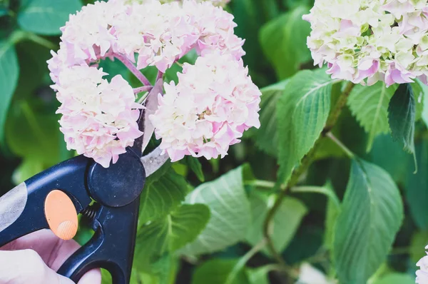Primer Plano Par Tijeras Cortando Tallo Flores Hortensia Jardín — Foto de Stock