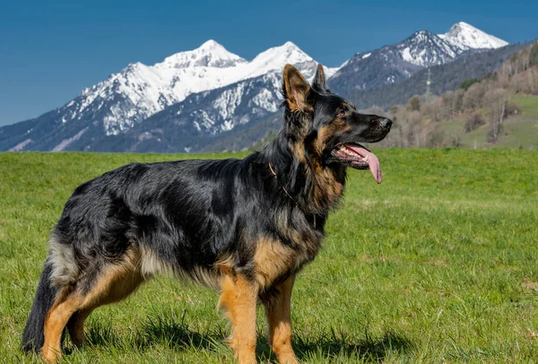 Een Zijaanzicht Van Een Duitse Herder Poserend Alpenweide — Stockfoto