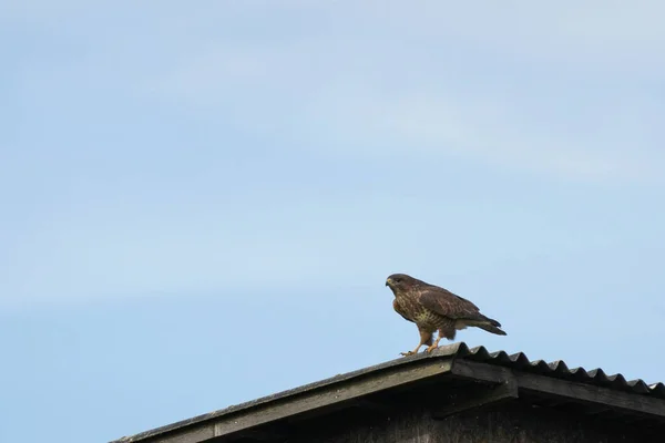 晴朗的天气里 一只普通秃鹰栖息在屋顶上的低角镜头 — 图库照片