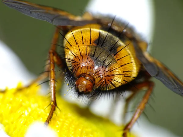 Nahaufnahme Einer Hummel Auf Einer Pflanze — Stockfoto