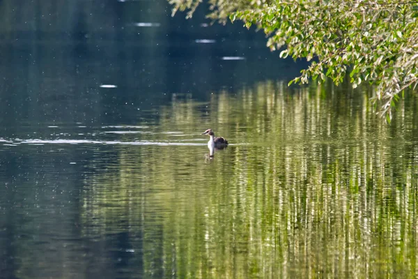 Primo Piano Anatra Che Nuota Lago Con Riflesso Albero Nell — Foto Stock