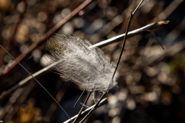 Una Pluma Blanca Pegada Una Ramita Seca Sin Hojas —  Fotos de Stock