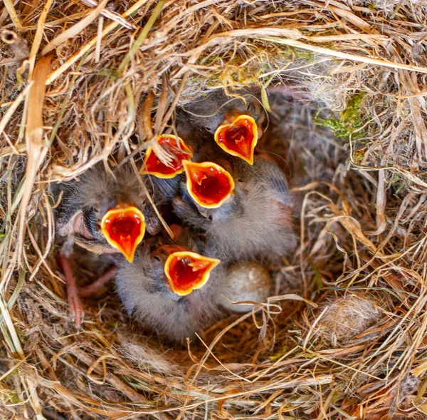 Een Opperhoofd Uitzicht Van Een Nest Met Pasgeboren Kuikens — Stockfoto