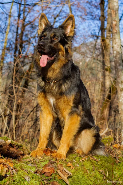 Ein Niedlicher Schäferhund Der Gehorsam Auf Dem Boden Sitzt — Stockfoto