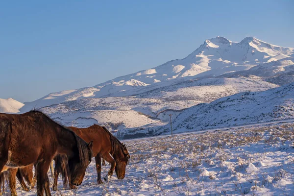 Gyönyörű Téli Kilátás Lovak Eszik Füvet Havas Mount Erciyes Kayseri — Stock Fotó