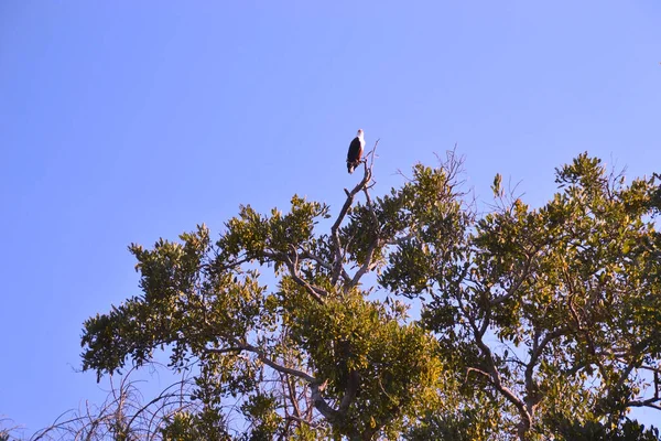 Eine Nahaufnahme Eines Seeadlers Der Bei Tageslicht Auf Einem Zweig — Stockfoto