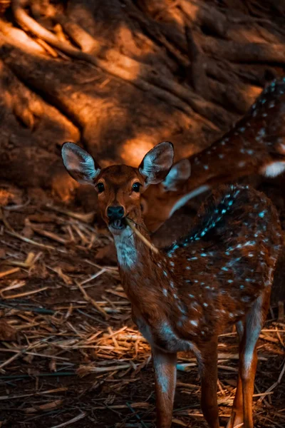 Vertical Shot Deer Shadows — 스톡 사진