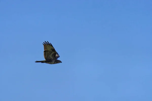 Low Angle Shot Flying Common Buzzard Blue Sky Background — Stock Photo, Image