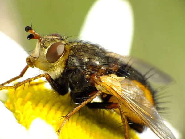 Tiro Close Uma Mosca Uma Planta — Fotografia de Stock