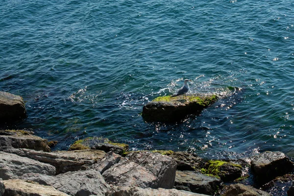 海鸥高角镜头海鸥高角镜头 栖息在海中岩石层之上 — 图库照片