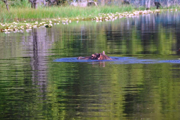 Primer Plano Hipopótamo Nadando Estanque Delta Del Okavango Botswana — Foto de Stock