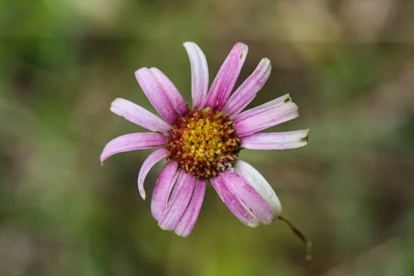 Single Aster Flower White Purple Petals Blurred Background — Stock Photo, Image