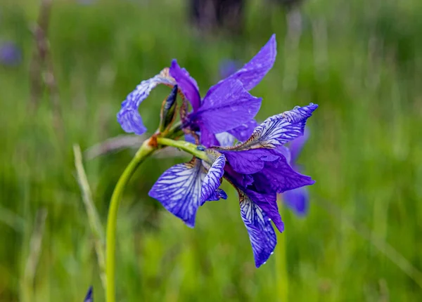 Eine Blühende Sibirische Irisblume Verschwommenen Natürlichen Hintergrund — Stockfoto