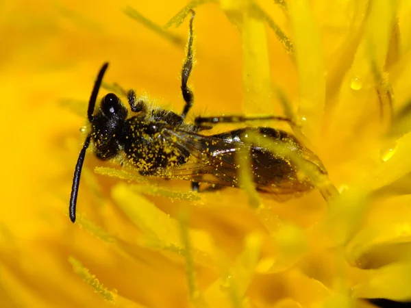 Gros Plan Une Abeille Sur Une Fleur — Photo