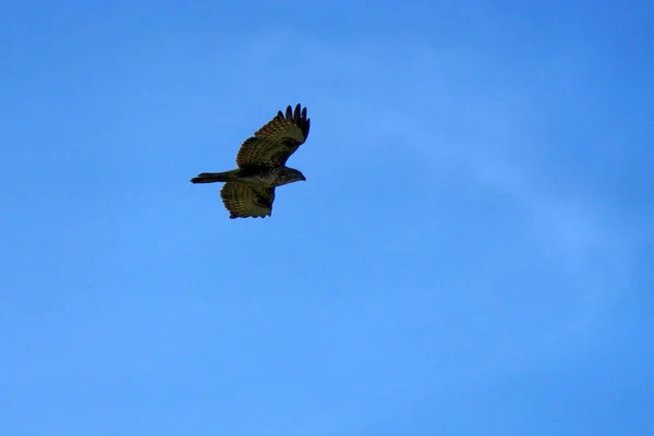 Een Lage Hoek Opname Van Een Gemeenschappelijke Buizerd Vliegen Met — Stockfoto