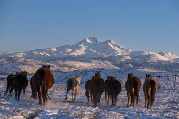 Uma Visão Traseira Cavalos Andando Monte Erciyes Nevado Kayseri Turquia — Fotografia de Stock