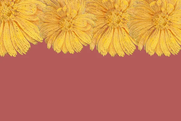 Yellow Dandelion Flowers Faded Red Background — Stock Photo, Image