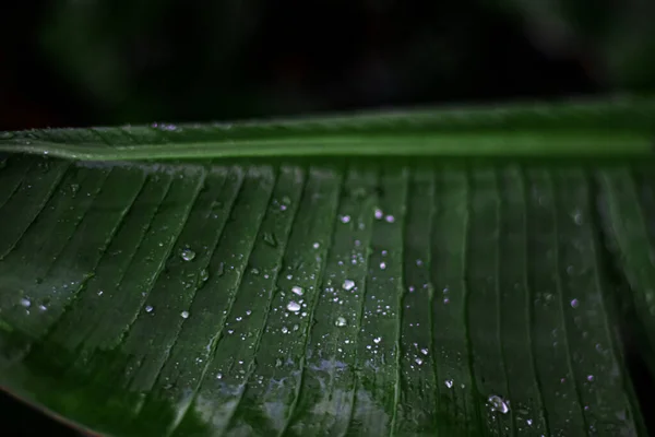 Вертикальный Снимок Зеленого Листа Растения Капельками Воды Темном Фоне — стоковое фото