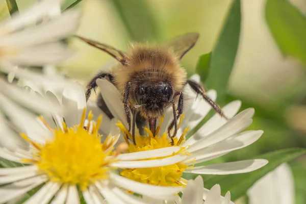 Een Close Shot Van Een Bij Bestuivend Een Bloem — Stockfoto