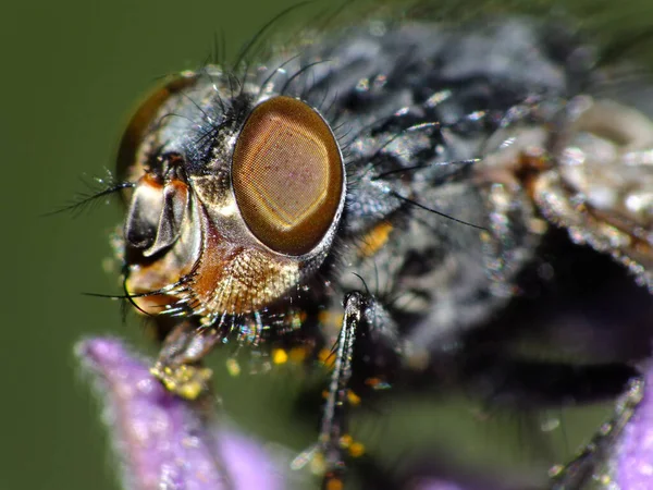 Una Macro Toma Una Mosca Sobre Una Flor — Foto de Stock