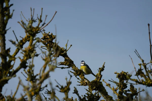 Tiro Ángulo Bajo Pájaro Una Gruesa Rama Árbol Con Cielo — Foto de Stock