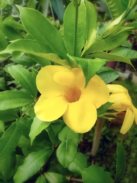 Ένα Κάθετο Πλάνο Από Κίτρινο Λουλούδι Allamanda Που Περιβάλλεται Από — Φωτογραφία Αρχείου