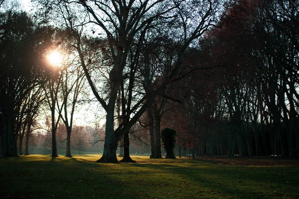 Sol Brilhando Através Das Árvores Sobre Campos Cobertos Grama Floresta — Fotografia de Stock
