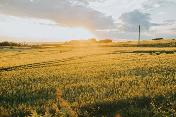 Den Vackra Tapeten Kornfältet Vid Solnedgången — Stockfoto