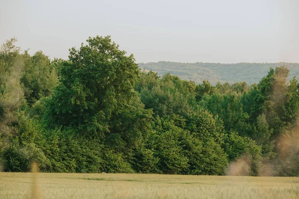 Prachtige Bomen Tegen Het Groene Veld — Stockfoto