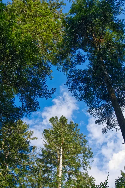 Tiro Vertical Abetos Fundo Céu Azul Moggers Áustria — Fotografia de Stock