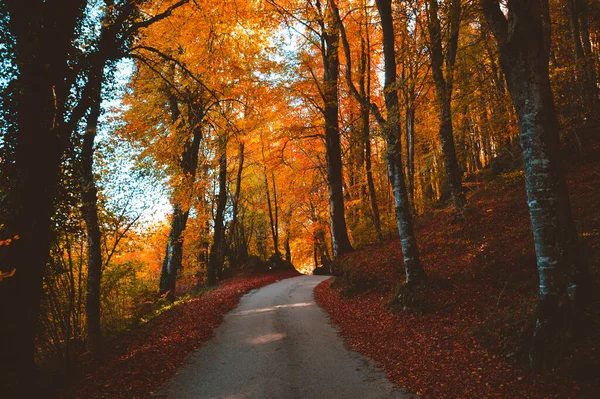 Ein Schöner Blick Auf Eine Schmale Straße Umgeben Von Bäumen — Stockfoto