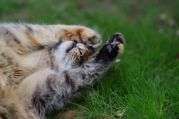 Крупним Планом Пухнастий Кіт Лежить Зеленій Траві — стокове фото