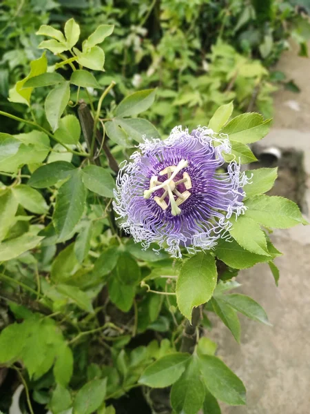 Vertical Shot Passion Flower Surrounded Green Leaves Daylight —  Fotos de Stock