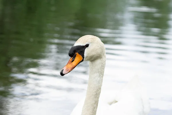 湖の白い白鳥のクローズアップショット — ストック写真