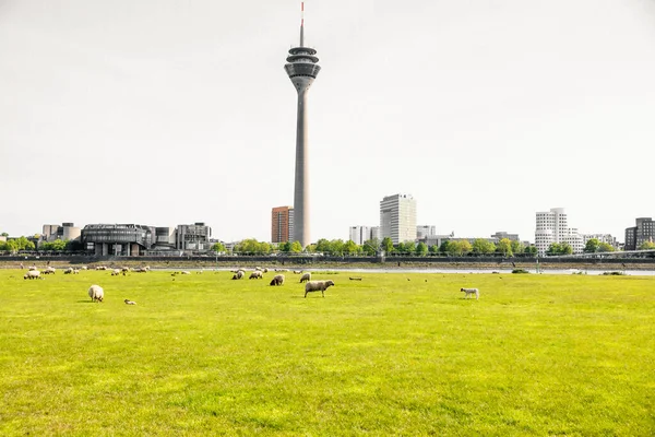Der Rheinturm Düsseldorf — Stockfoto