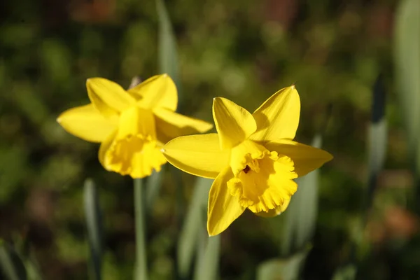 Belles Fleurs Jaunes Jonquille Narcisse Pseudonarcisse Sous Lumière Soleil — Photo