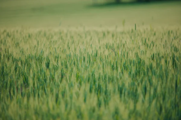 Belo Papel Parede Campo Trigo Verde — Fotografia de Stock