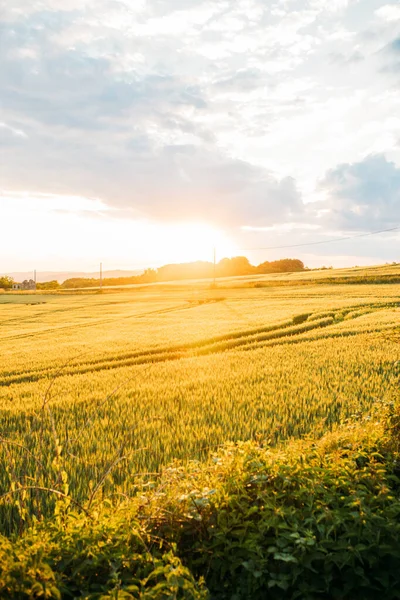 Beau Fond Écran Champ Orge Coucher Soleil — Photo