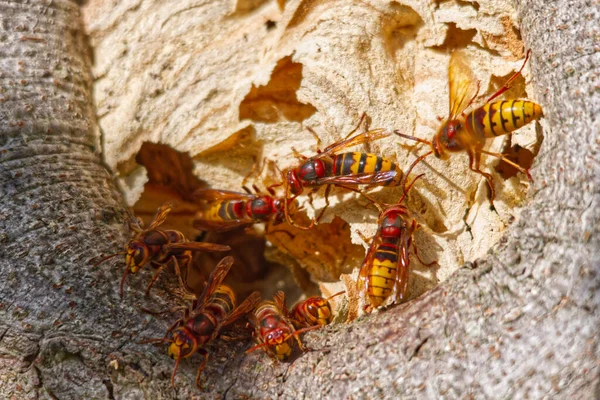 Avrupa Eşek Arılarının Ağaçtaki Bir Gruptaki Yakın Plan Görüntüsü — Stok fotoğraf