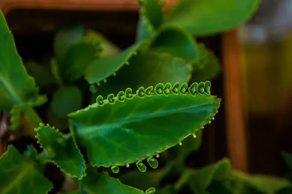 Closeup Green Kalanchoe Degremona — Foto de Stock