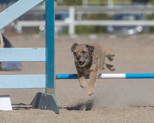 Terrier Confine Salta Oltre Ostacolo Agilità Nella Competizione Agilità — Foto Stock