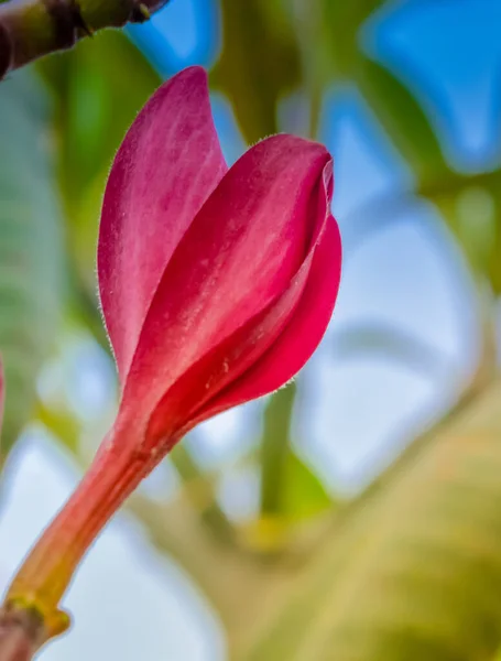 Geçmişi Bulanık Pembe Bir Çiçeğin Yakın Plan Çekimi — Stok fotoğraf