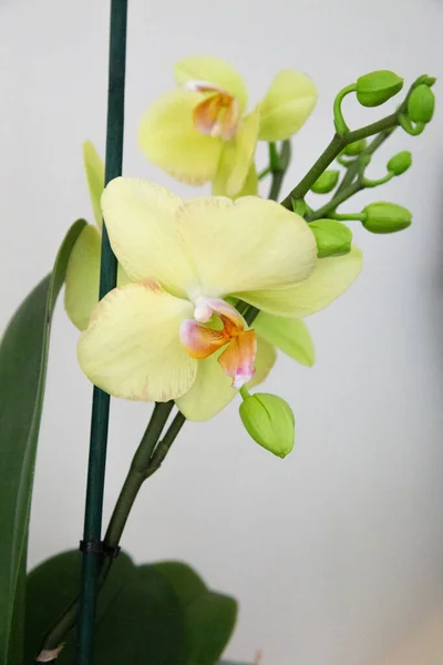 Fleurs Bourgeons Orchidée Papillon Jaune — Photo